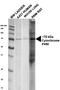 Cytochrome P450 Oxidoreductase antibody, orb182162, Biorbyt, Western Blot image 