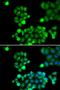 Nei Like DNA Glycosylase 1 antibody, orb178572, Biorbyt, Immunofluorescence image 