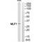 Myeloid Leukemia Factor 1 antibody, A06772, Boster Biological Technology, Western Blot image 