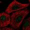 Transmembrane protein 92 antibody, PA5-67077, Invitrogen Antibodies, Immunofluorescence image 