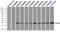 Crystallin Alpha B antibody, LS-C114696, Lifespan Biosciences, Flow Cytometry image 