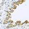 Defensin Beta 4B antibody, A04398-1, Boster Biological Technology, Immunohistochemistry frozen image 