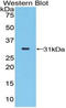 STAM Binding Protein antibody, LS-C296512, Lifespan Biosciences, Western Blot image 