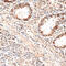 Minichromosome Maintenance Complex Component 5 antibody, 15-036, ProSci, Immunohistochemistry frozen image 