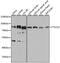 Tubulin Tyrosine Ligase Like 12 antibody, GTX32941, GeneTex, Western Blot image 