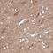 Protocadherin-1 antibody, HPA047720, Atlas Antibodies, Immunohistochemistry frozen image 