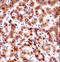 SEC61 Translocon Beta Subunit antibody, LS-C168933, Lifespan Biosciences, Immunohistochemistry frozen image 