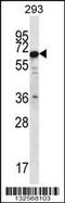 Phosphatase And Actin Regulator 3 antibody, 56-682, ProSci, Western Blot image 