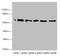 Prolyl 4-Hydroxylase Subunit Beta antibody, A52628-100, Epigentek, Western Blot image 