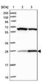 HAUS Augmin Like Complex Subunit 2 antibody, NBP1-89895, Novus Biologicals, Western Blot image 