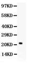 Interleukin 18 antibody, LS-C357410, Lifespan Biosciences, Western Blot image 