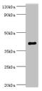 SH3 Domain Containing GRB2 Like, Endophilin B1 antibody, LS-C379750, Lifespan Biosciences, Western Blot image 