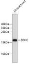 Succinate Dehydrogenase Complex Subunit C antibody, 19-279, ProSci, Western Blot image 