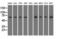 Ran GTPase Activating Protein 1 antibody, LS-B14772, Lifespan Biosciences, Western Blot image 