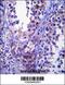 Stromal Cell Derived Factor 2 Like 1 antibody, 57-069, ProSci, Immunohistochemistry frozen image 