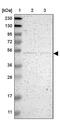Neuropilin And Tolloid Like 2 antibody, PA5-53029, Invitrogen Antibodies, Western Blot image 