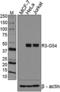 RUNX Family Transcription Factor 3 antibody, 697901, BioLegend, Western Blot image 