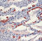 PSPB antibody, LS-C88384, Lifespan Biosciences, Immunohistochemistry frozen image 