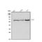RAD9 Checkpoint Clamp Component B antibody, A13507-2, Boster Biological Technology, Western Blot image 