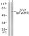 SHC Adaptor Protein 1 antibody, abx012407, Abbexa, Western Blot image 