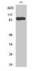 Mitogen-Activated Protein Kinase 6 antibody, STJ92994, St John