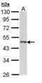 WW Domain Containing Oxidoreductase antibody, GTX108011, GeneTex, Western Blot image 