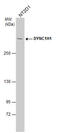 Dynein Cytoplasmic 1 Heavy Chain 1 antibody, GTX101452, GeneTex, Western Blot image 