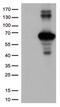 Kelch Like ECH Associated Protein 1 antibody, NBP2-03319, Novus Biologicals, Western Blot image 