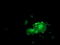 LIM Domain Kinase 1 antibody, LS-C172997, Lifespan Biosciences, Immunofluorescence image 