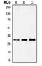 Forkhead Box R1 antibody, orb215407, Biorbyt, Western Blot image 