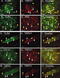 Transient Receptor Potential Cation Channel Subfamily V Member 1 antibody, A00128-1, Boster Biological Technology, Immunofluorescence image 