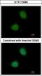Pirin antibody, GTX113584, GeneTex, Immunocytochemistry image 