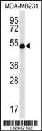 Signal Transducing Adaptor Family Member 2 antibody, 56-617, ProSci, Western Blot image 