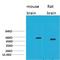 Solute Carrier Family 1 Member 2 antibody, STJ97567, St John