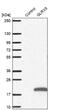 Glutaredoxin 5 antibody, NBP1-89897, Novus Biologicals, Western Blot image 