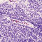 Cathepsin G antibody, LS-C87867, Lifespan Biosciences, Immunohistochemistry frozen image 