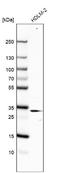 Histone Cluster 4 H4 antibody, NBP1-83356, Novus Biologicals, Western Blot image 