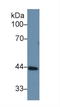 Transcortin antibody, LS-C294092, Lifespan Biosciences, Western Blot image 