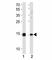 Small ubiquitin-related modifier 3 antibody, F42018-0.4ML, NSJ Bioreagents, Immunohistochemistry paraffin image 