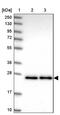 Growth Differentiation Factor 6 antibody, PA5-60947, Invitrogen Antibodies, Western Blot image 