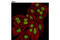 Nucleoporin 98 antibody, 13358S, Cell Signaling Technology, Immunofluorescence image 