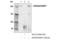 AT-Rich Interaction Domain 4A antibody, 97780S, Cell Signaling Technology, Immunoprecipitation image 