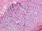 C1q And TNF Related 6 antibody, AP07289PU-N, Origene, Immunohistochemistry paraffin image 