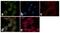 BH3 Interacting Domain Death Agonist antibody, 44-436G, Invitrogen Antibodies, Immunofluorescence image 