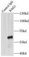Recombination Activating 2 antibody, FNab07089, FineTest, Immunoprecipitation image 