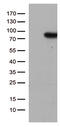 SLU7 Homolog, Splicing Factor antibody, LS-C795668, Lifespan Biosciences, Western Blot image 
