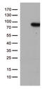 Pre-mRNA-splicing factor SLU7 antibody, LS-C795668, Lifespan Biosciences, Western Blot image 