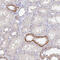 Fukutin-related protein antibody, HPA060454, Atlas Antibodies, Immunohistochemistry frozen image 