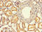 EF-Hand Calcium Binding Domain 7 antibody, CSB-PA007447LA01HU, Cusabio, Immunohistochemistry frozen image 