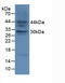 Fibroblast Growth Factor 23 antibody, LS-C293901, Lifespan Biosciences, Western Blot image 
